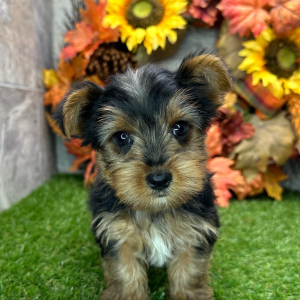 Yorkshire Terrier Puppy Ollie