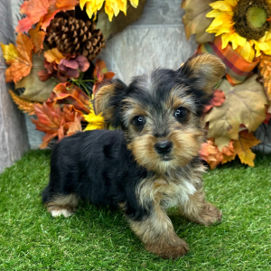 Yorkshire Terrier Puppy Ollie