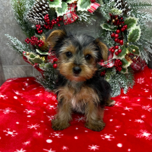 Yorkshire Terrier Puppy Ollie