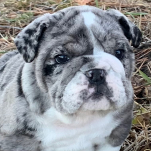 Bulldog Puppy Blanche