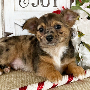 Chihuahua Puppy Carmen