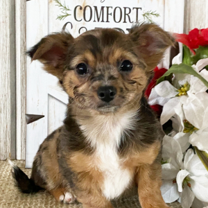 Chihuahua Puppy Carmen