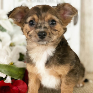 Chihuahua Puppy Carmen