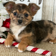 Chihuahua Puppy Carmen