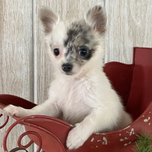 Chihuahua Puppy Tina