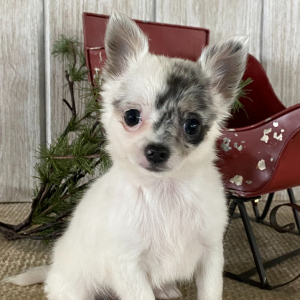 Chihuahua Puppy Tina