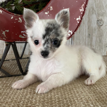 Chihuahua Puppy Tina