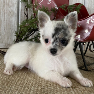 Chihuahua Puppy Tina