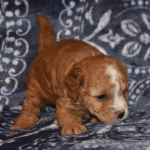 Goldendoodle Puppy Heidi