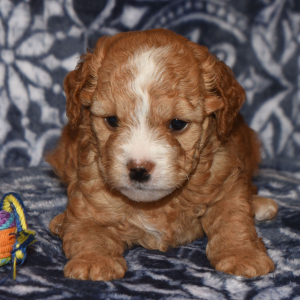Goldendoodle Puppy Heidi