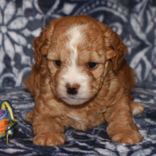 Goldendoodle Puppy Heidi
