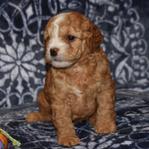 Goldendoodle Puppy Heidi