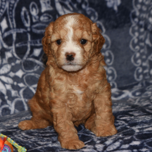 Goldendoodle Puppy Heidi