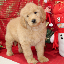 Goldendoodle Puppy Ray