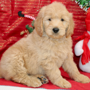 Goldendoodle Puppy Ray