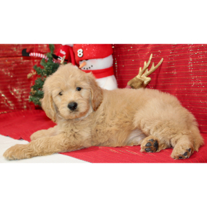 Goldendoodle Puppy Ray