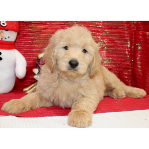Goldendoodle Puppy Ray