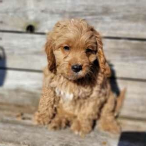 Cavapoo Puppy Romeo
