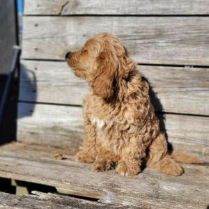 Cavapoo Puppy Romeo