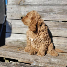 Cavapoo Puppy Romeo