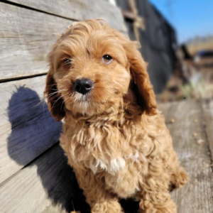 Cavapoo Puppy Romeo