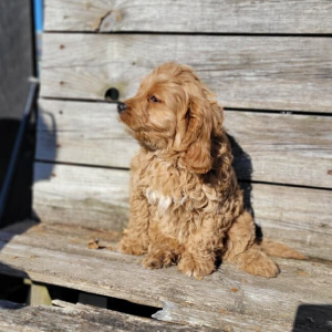 Cavapoo Puppy Romeo