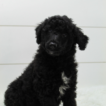 Poodle Puppy Marly