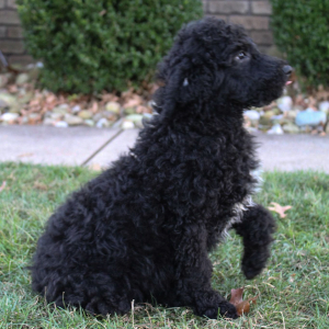 Poodle Puppy Marly