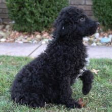 Poodle Puppy Marly