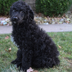 Poodle Puppy Marly