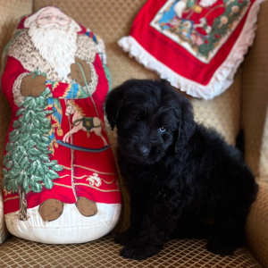 Labradoodle Puppy Sarah