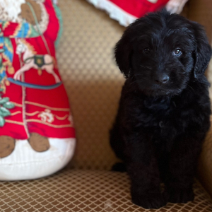 Labradoodle Puppy Sarah