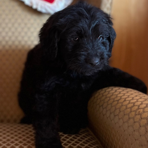 Labradoodle Puppy Sarah