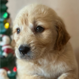 Labradoodle Puppy Rebecca