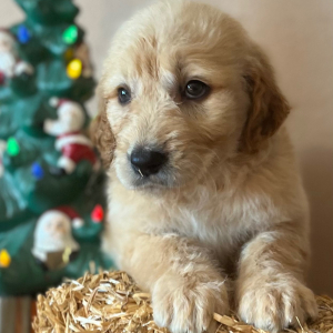 Labradoodle Puppy Rebecca