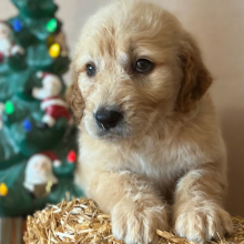 Labradoodle Puppy Rebecca