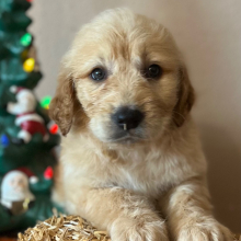 Labradoodle Puppy Rebecca
