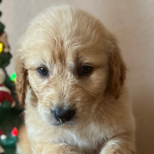 Labradoodle Puppy Rebecca