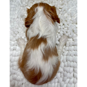 Cavalier King Charles Spaniel Puppy Opal