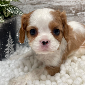 Cavalier King Charles Spaniel Puppy Opal