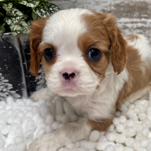 Cavalier King Charles Spaniel Puppy Opal