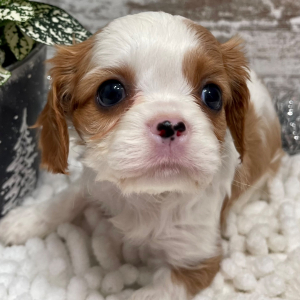 Cavalier King Charles Spaniel Puppy Opal