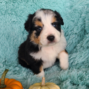 Australian Shepherd Puppy Kabri
