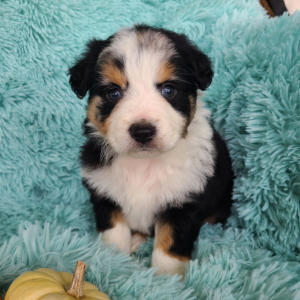 Australian Shepherd Puppy Kabri