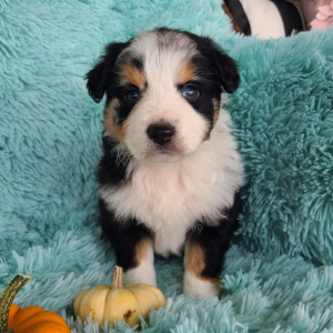 Australian Shepherd Puppy Kabri