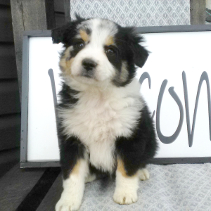 Australian Shepherd Puppy Kabri