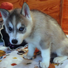 Siberian Husky Puppy Aspen