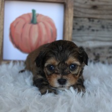 Shihpoo Puppy Katie