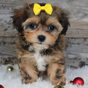 Shihpoo Puppy Katie