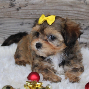 Shihpoo Puppy Katie